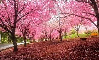 日本樱花成人台视频,一场青春的视觉盛宴