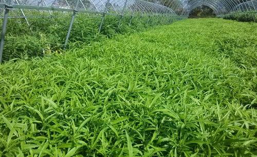 国产成人综合野草视频,揭秘隐秘角落的激情与欲望