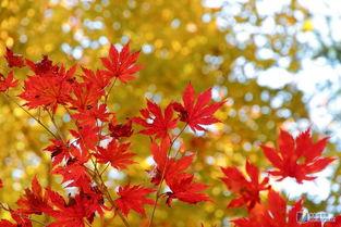 成人枫叶帽子教程视频,跟随枫叶帽子教程视频，打造个性秋季时尚单品