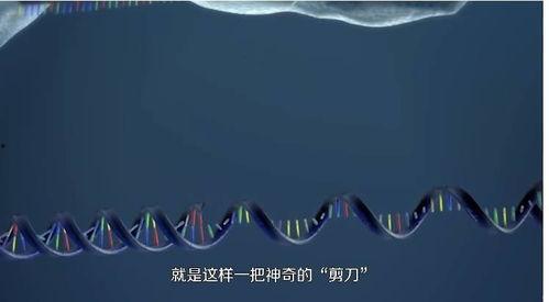 成人基因能编辑吗视频